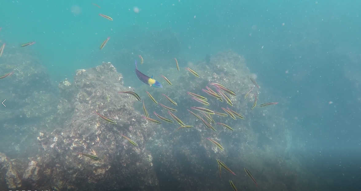 Snorkeling Quepos The Roving Dad